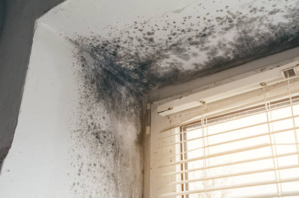 Affordable Mold Remediation solutions in Wernersville, PA