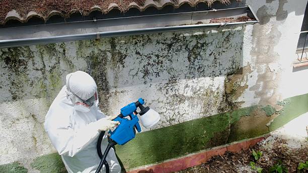 Top rated local Mold Remediation specialists in Wernersville, PA